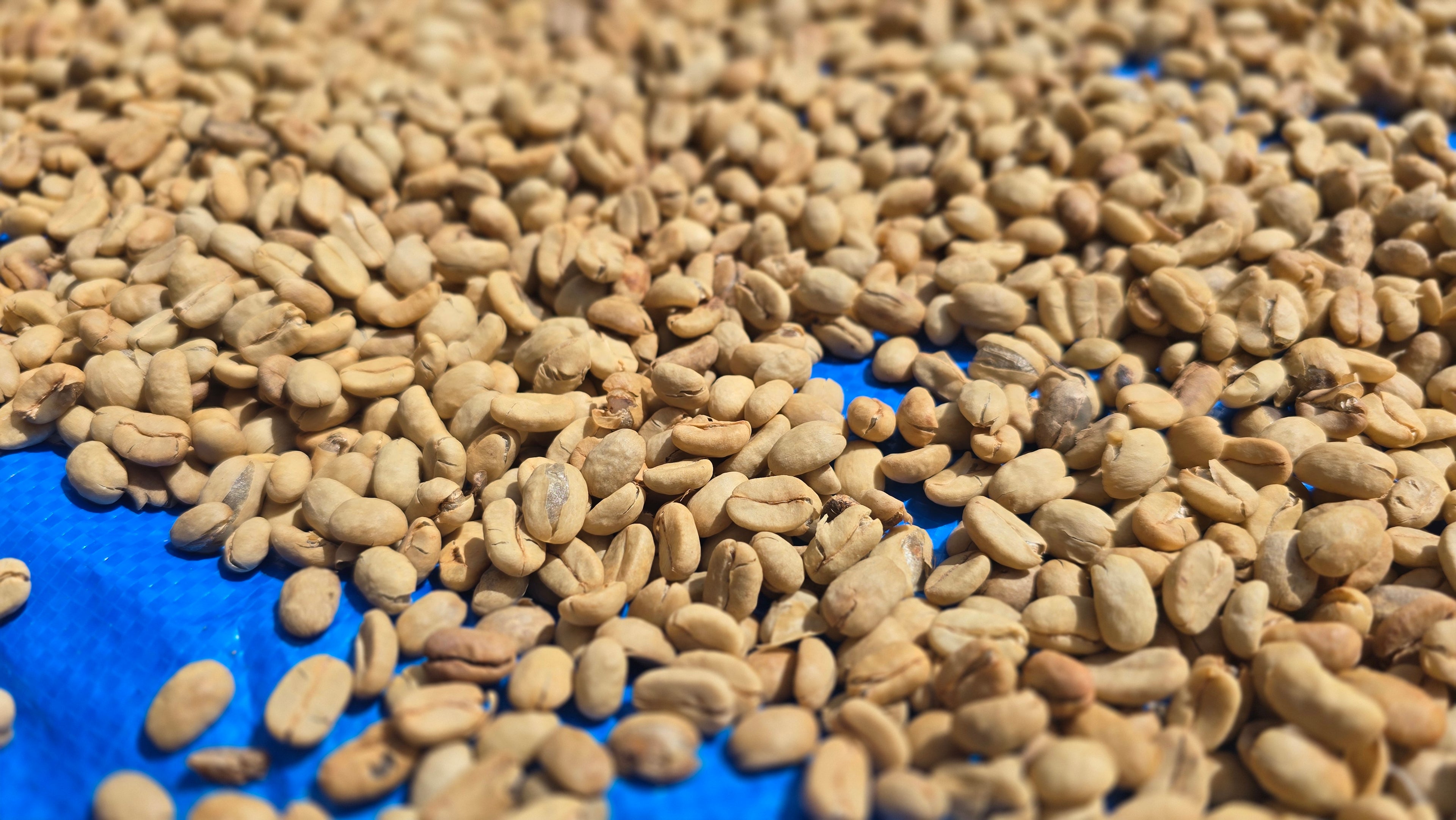 Drying washed coffee beans
