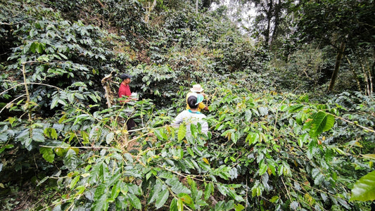 Discovering the Heart of Toraja Coffee